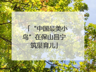 “中国最美小鸟”在保山昌宁筑巢育儿