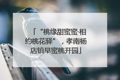 “桃缘甜蜜蜜·相约桃花驿”，孝南杨店镇早蜜桃开园