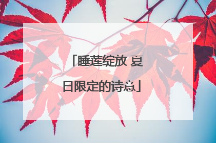 睡莲绽放 夏日限定的诗意