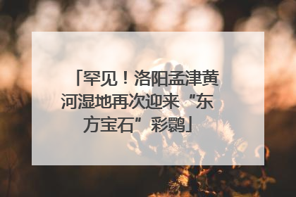 罕见！洛阳孟津黄河湿地再次迎来“东方宝石”彩鹮