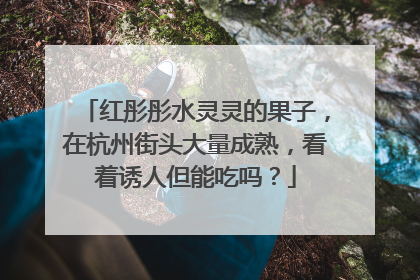 红彤彤水灵灵的果子，在杭州街头大量成熟，看着诱人但能吃吗？