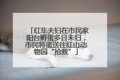 红隼夫妇在市民家阳台孵蛋多日未归，市民将蛋送往红山动物园“抢救”