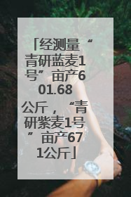 经测量“青研蓝麦1号”亩产601.68公斤，“青研紫麦1号”亩产671公斤