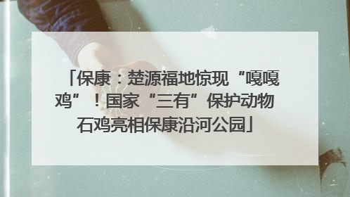 保康：楚源福地惊现“嘎嘎鸡”！国家“三有”保护动物石鸡亮相保康沿河公园