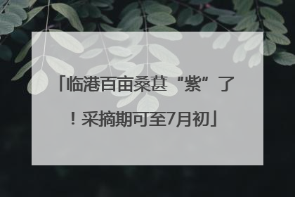 临港百亩桑葚“紫”了！采摘期可至7月初