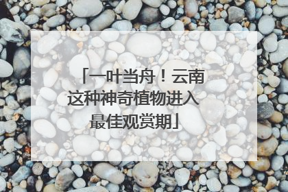 一叶当舟！云南这种神奇植物进入最佳观赏期