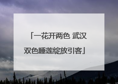 一花开两色 武汉双色睡莲绽放引客