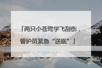 两只小苍鹭学飞刮伤，管护员紧急“送医”