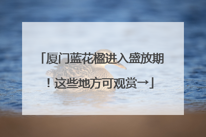 厦门蓝花楹进入盛放期！这些地方可观赏→