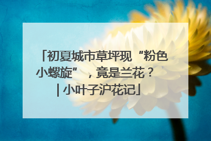 初夏城市草坪现“粉色小螺旋”，竟是兰花？ | 小叶子沪花记