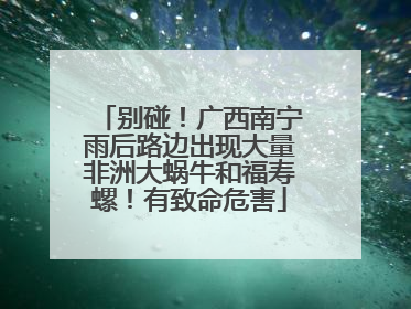 别碰！广西南宁雨后路边出现大量非洲大蜗牛和福寿螺！有致命危害