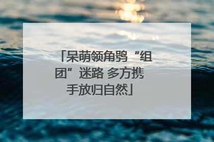 呆萌领角鸮“组团”迷路 多方携手放归自然