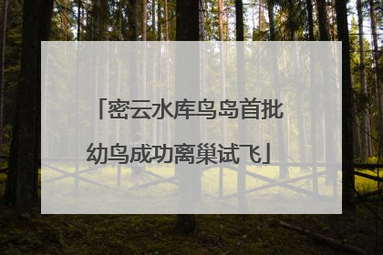 密云水库鸟岛首批幼鸟成功离巢试飞