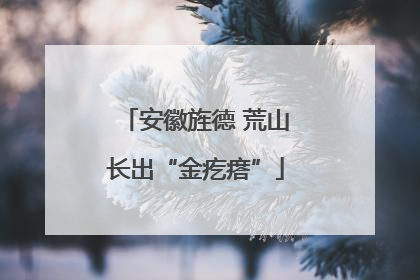 安徽旌德 荒山长出“金疙瘩”