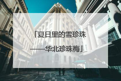 夏日里的雪珍珠——华北珍珠梅
