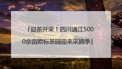 夏茶开采！四川通江5000余亩欧标茶园迎来采摘季