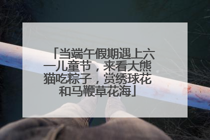 当端午假期遇上六一儿童节，来看大熊猫吃粽子，赏绣球花和马鞭草花海
