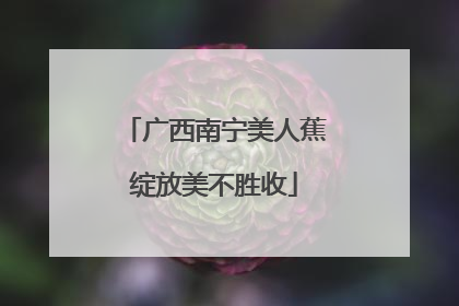 广西南宁美人蕉绽放美不胜收
