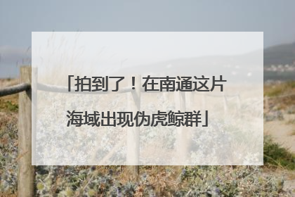 拍到了！在南通这片海域出现伪虎鲸群