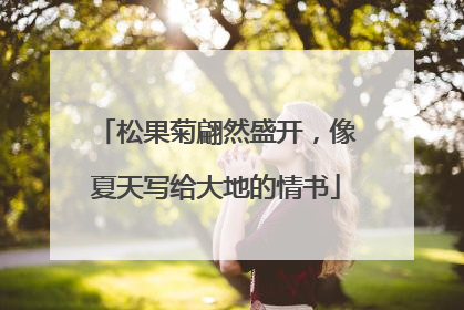 松果菊翩然盛开，像夏天写给大地的情书