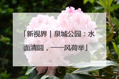 新视界｜泉城公园：水面清圆，一一风荷举