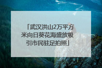 武汉洪山2万平方米向日葵花海盛放吸引市民驻足拍照