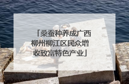 桑蚕种养成广西柳州柳江区民众增收致富特色产业