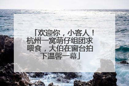 欢迎你，小客人！杭州一窝萌仔组团求喂食，大伯在窗台拍下温馨一幕