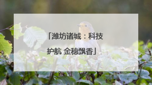 潍坊诸城：科技护航 金穗飘香