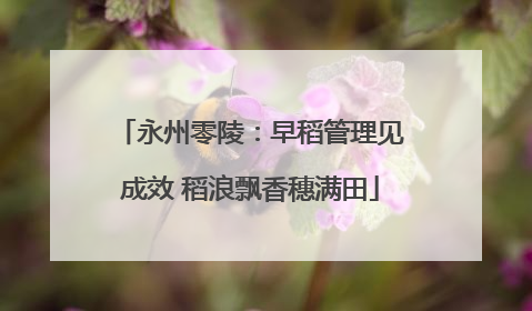 永州零陵：早稻管理见成效 稻浪飘香穗满田