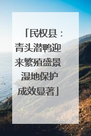 民权县：青头潜鸭迎来繁殖盛景 湿地保护成效显著