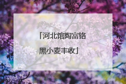 河北馆陶富铬黑小麦丰收
