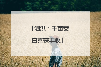 泗洪：千亩茭白喜获丰收