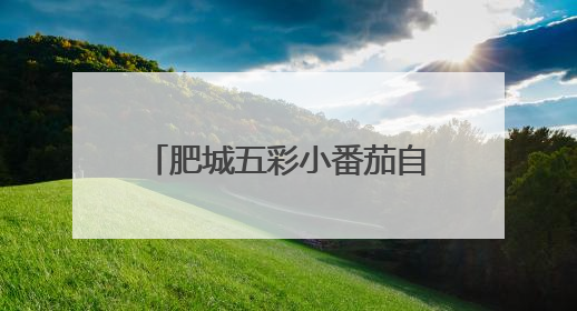 肥城五彩小番茄自带“销量密码”