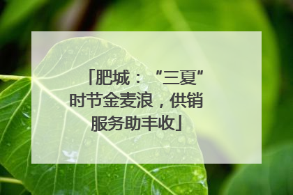 肥城：“三夏”时节金麦浪，供销服务助丰收