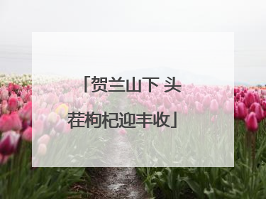 贺兰山下 头茬枸杞迎丰收