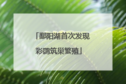 鄱阳湖首次发现彩鹮筑巢繁殖