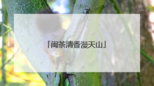 闽茶清香漫天山