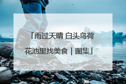 雨过天晴 白头鸟荷花池里找美食｜图集