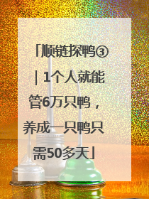 顺链探鸭③｜1个人就能管6万只鸭，养成一只鸭只需50多天