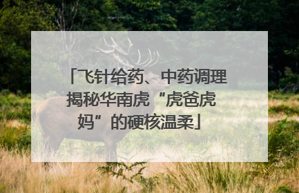 飞针给药、中药调理 揭秘华南虎“虎爸虎妈”的硬核温柔