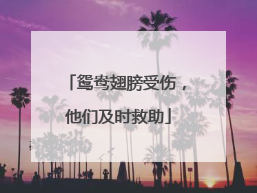 鸳鸯翅膀受伤，他们及时救助