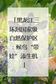 黑龙江三环泡国家级自然保护区：候鸟“带娃”添生机