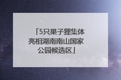 5只果子狸集体亮相湖南南山国家公园候选区